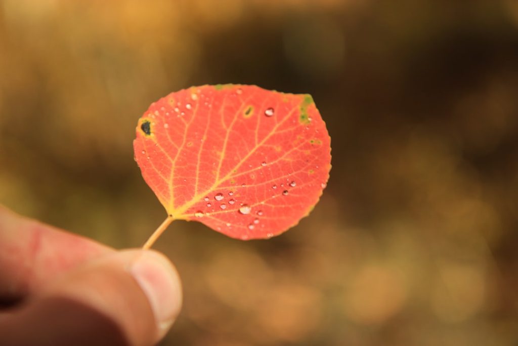 Crafting Captivating Headlines: Your awesome post title goes here Patrick Hendry - Take Red
