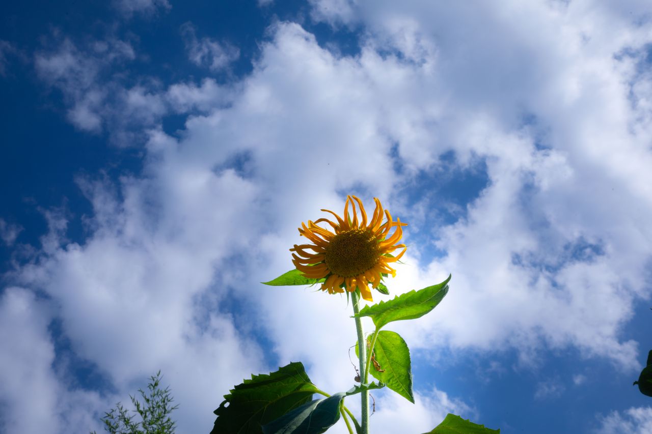 Mastering the First Impression: Your intriguing post title goes here A vibrant sunflower reaches towards a bright blue sky filled with fluffy clouds, capturing the essence of a sunny summer day.