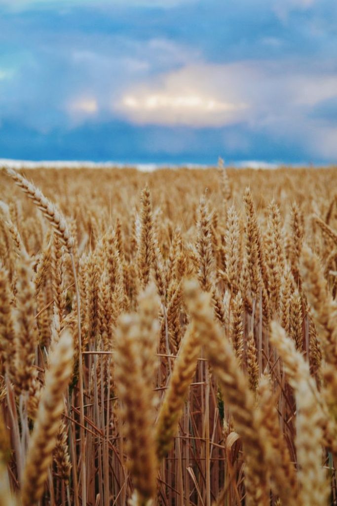 Captivating view of a lush wheat field under a vibrant sky, perfect for nature themes.